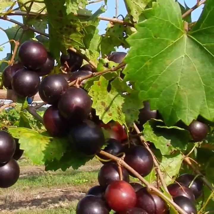 Grape vine grown from muscadine seeds in home garden