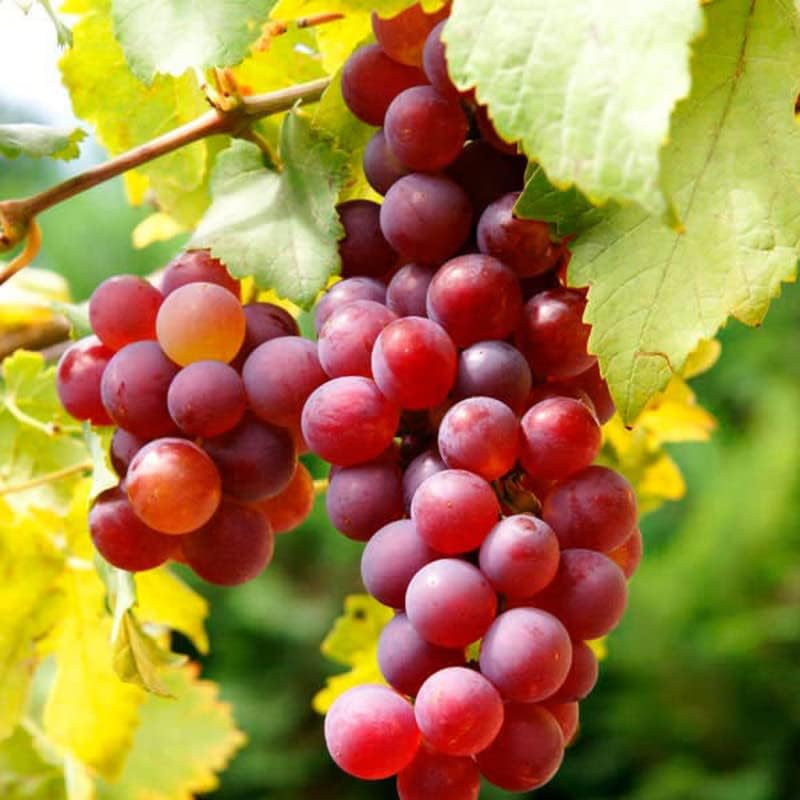 Grape vine growth from brown green seeds for gardens