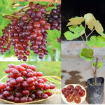 Grape vine growth from red green seeds for gardening