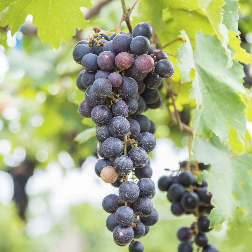 Grape vine landscape seeds for vertical gardening