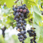 Grape vine landscape seeds for vertical gardening