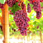 Grape vine seedling growing from seed at home