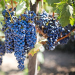 Grape vine seeds suitable for home gardens and trellis growth