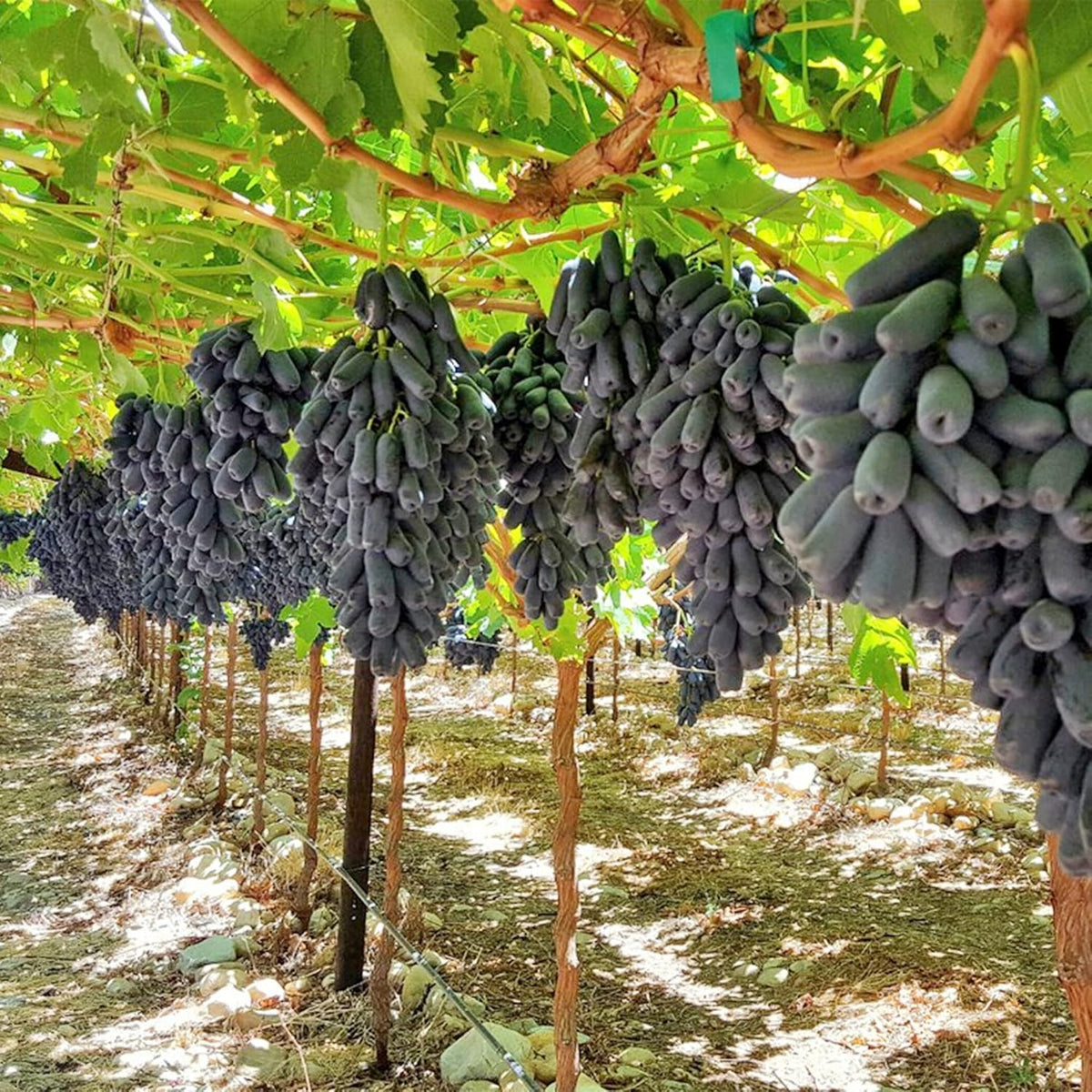 Grape vine seeds perennial grape growing guide for gardeners