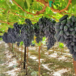 Grape vine seeds perennial grape growing guide for gardeners