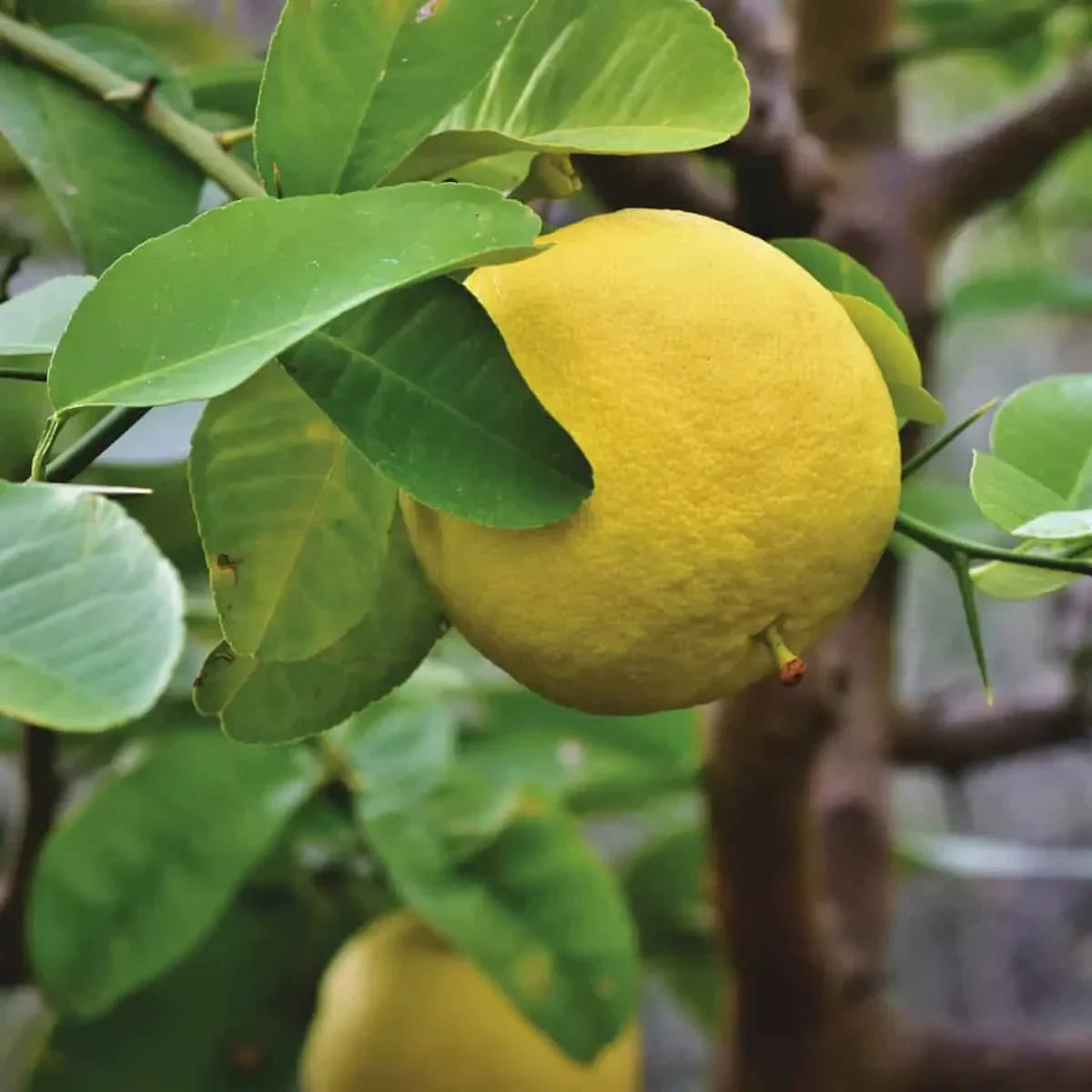 Yellow Grape (Vitis vinifera / Common Name: Yellow Grape)