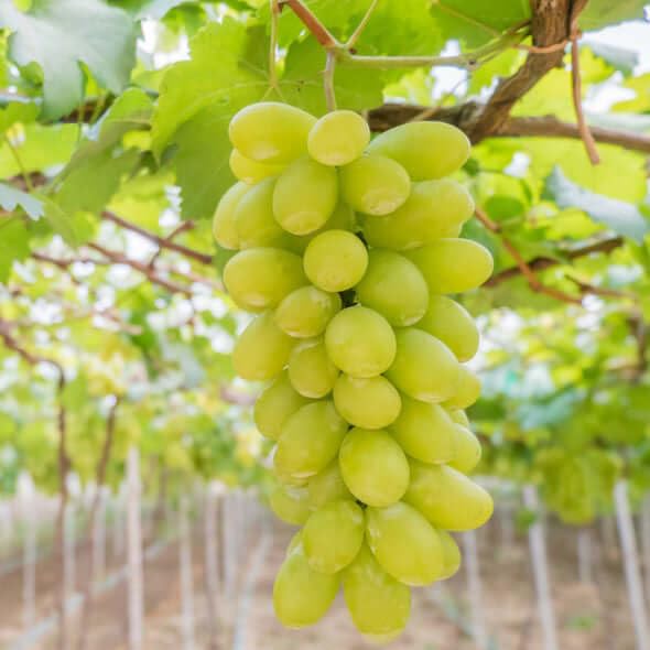 Grape Fruit Seeds  Light Green Color Variety, GMO Free  Dharaseeds