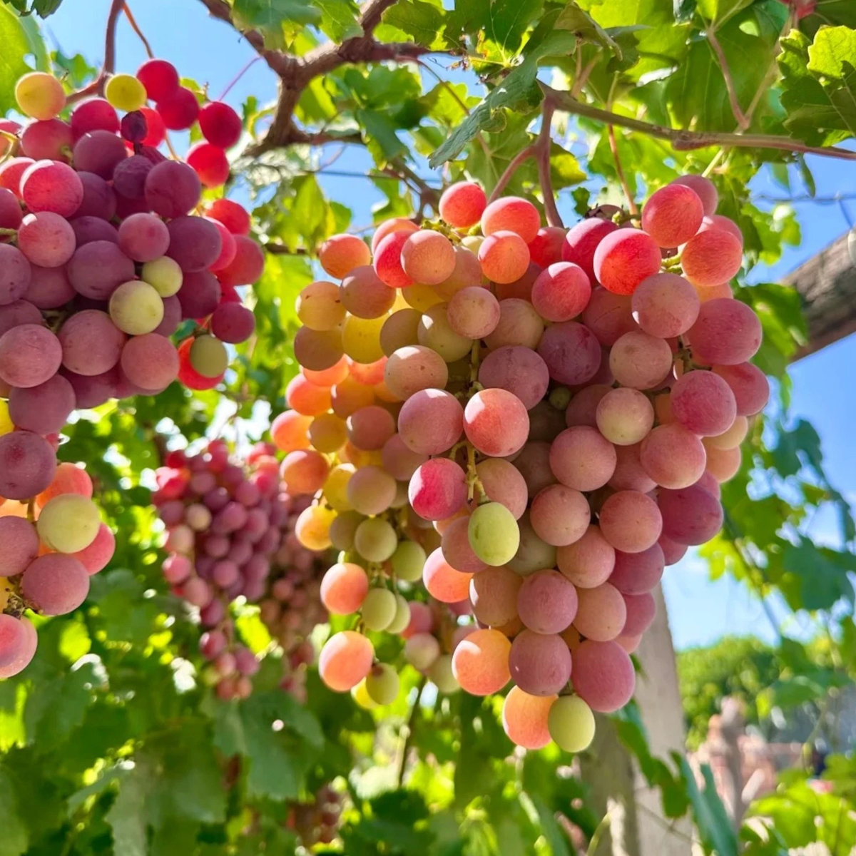 Grape Fruit plant growing from seeds in warm climates