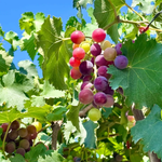 Premium quality Grape Fruit seeds for planting