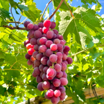 Grape Fruit seeds red variety for planting home garden