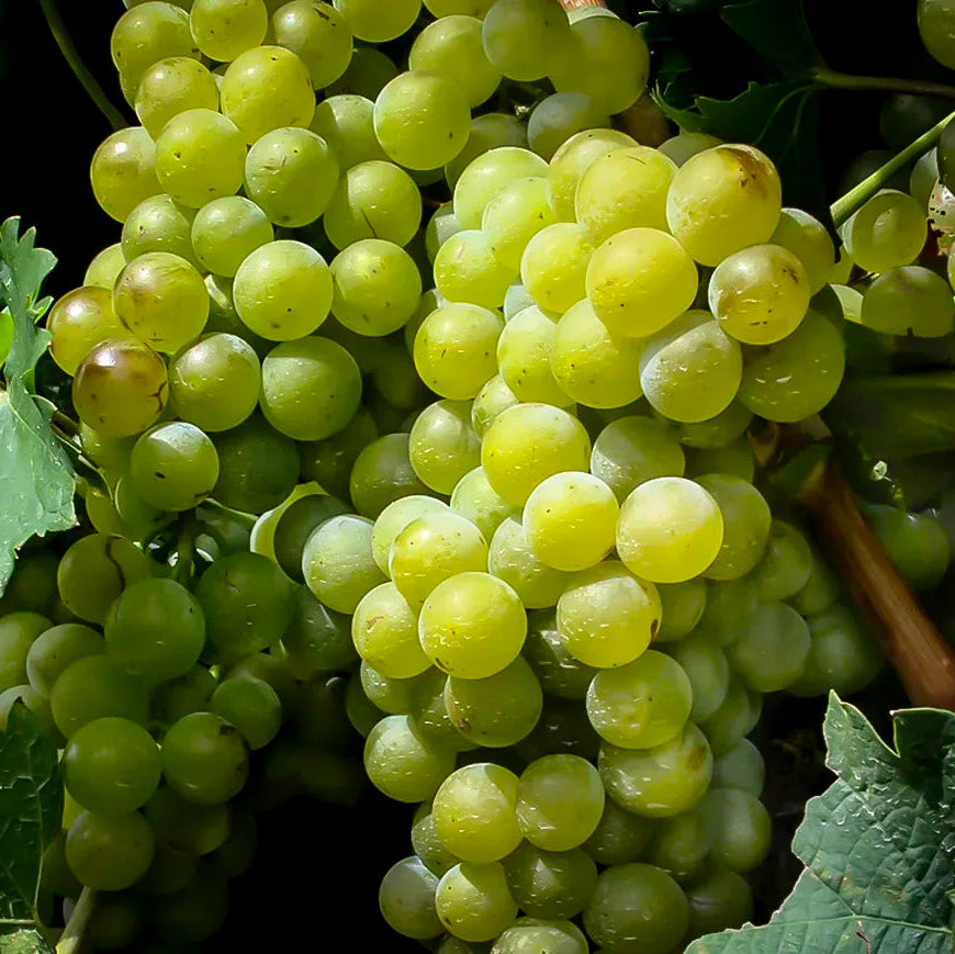 Vitis Labrusca Niagara Grape Seeds