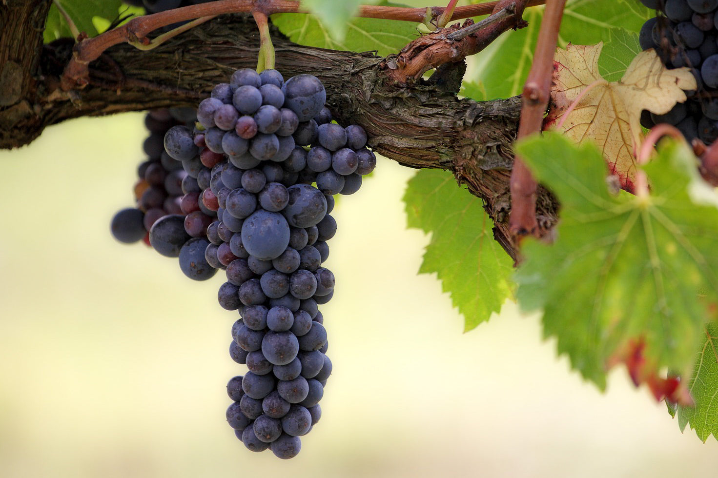 Zante Currant Seeds (Vitis vinifera / Common Name: Zante Currant, Black Corinth Grape)