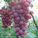 Grapevine seeds for backyard vineyard growing