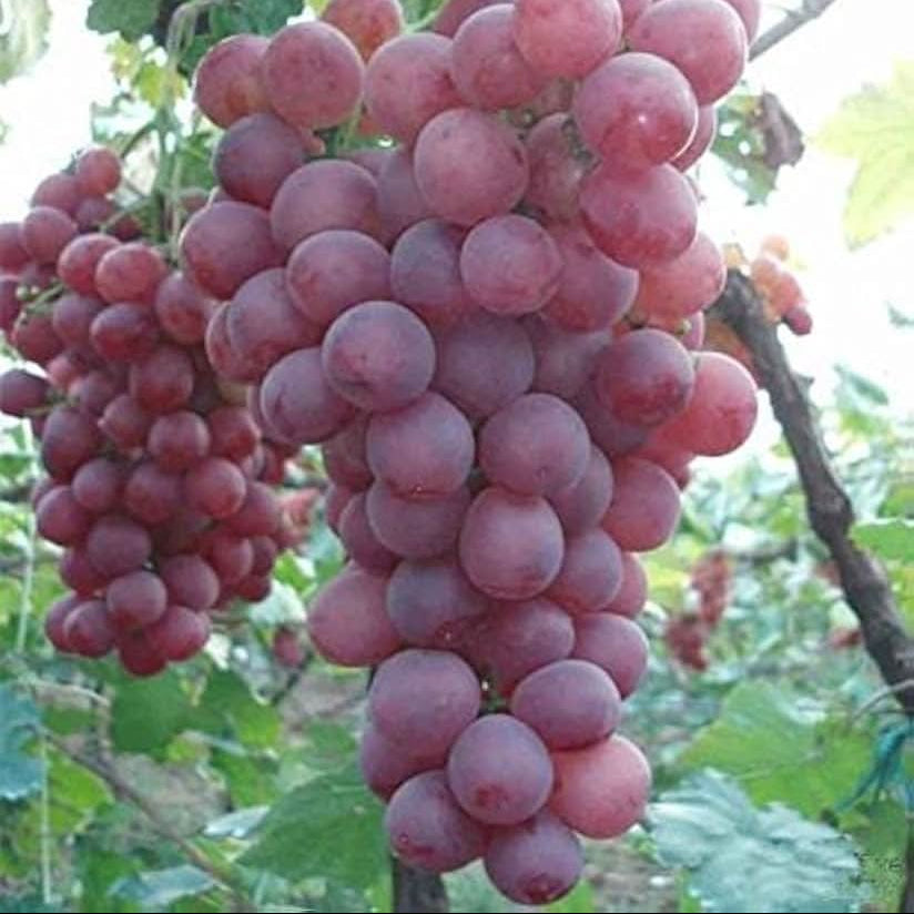 Grapevine seeds for backyard vineyard growing