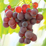 Grapevine seeds red variety ideal for home garden trellises