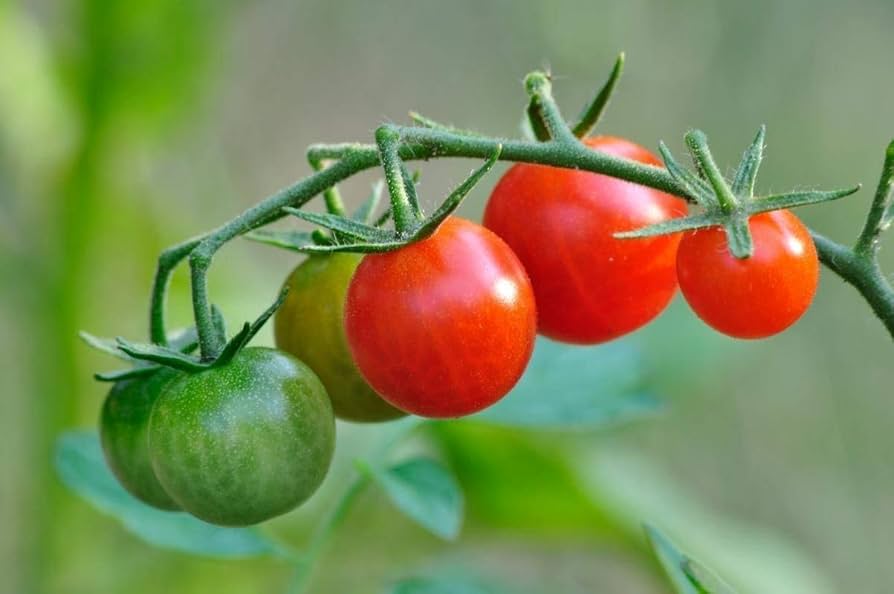 Grappoli D’Inverno Cherry Tomato Seeds (800 Count) – Winter Cluster Tomatoes for Indoor & Outdoor Growing - Dharaseeds