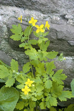 Yellow Chelidonium Flower Seeds for Planting – NON GMO Seeds Dhara Seeds