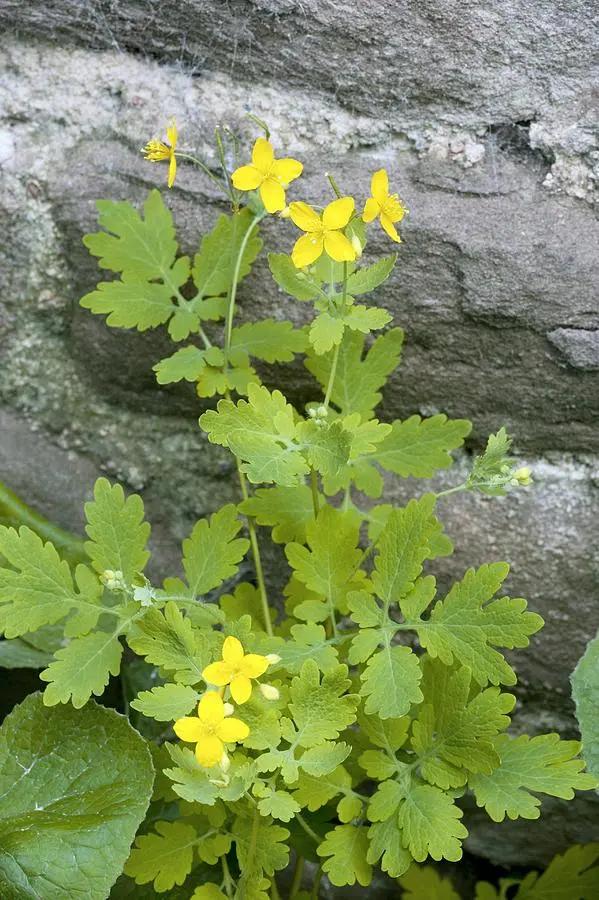 Yellow Chelidonium Flower Seeds for Planting – NON GMO Seeds Dhara Seeds