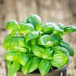 Close up view of Greek basil seeds non GMO and open pollinated