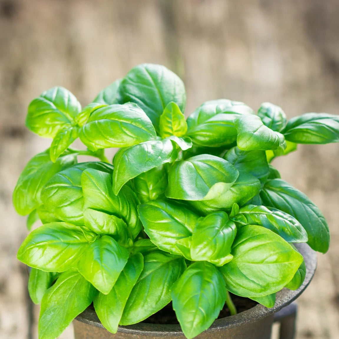 Close up view of Greek basil seeds non GMO and open pollinated