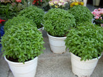 Close-up of Aromatic Greek Yevani Basil Leaves from Non-GMO Seeds
