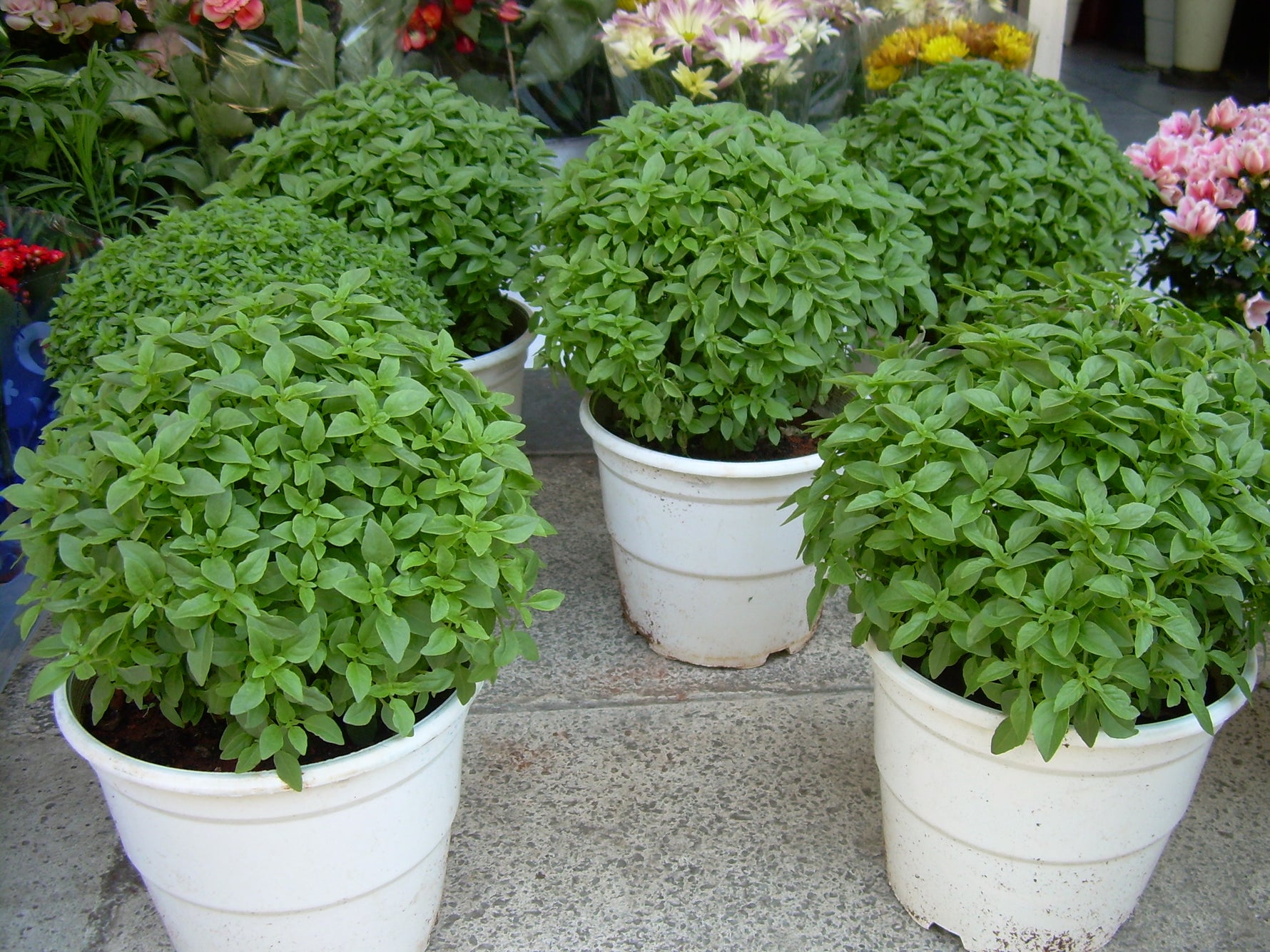 Close-up of Aromatic Greek Yevani Basil Leaves from Non-GMO Seeds