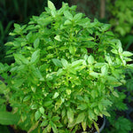 Healthy Greek Yevani Basil Plant Growing from Seeds in Garden
