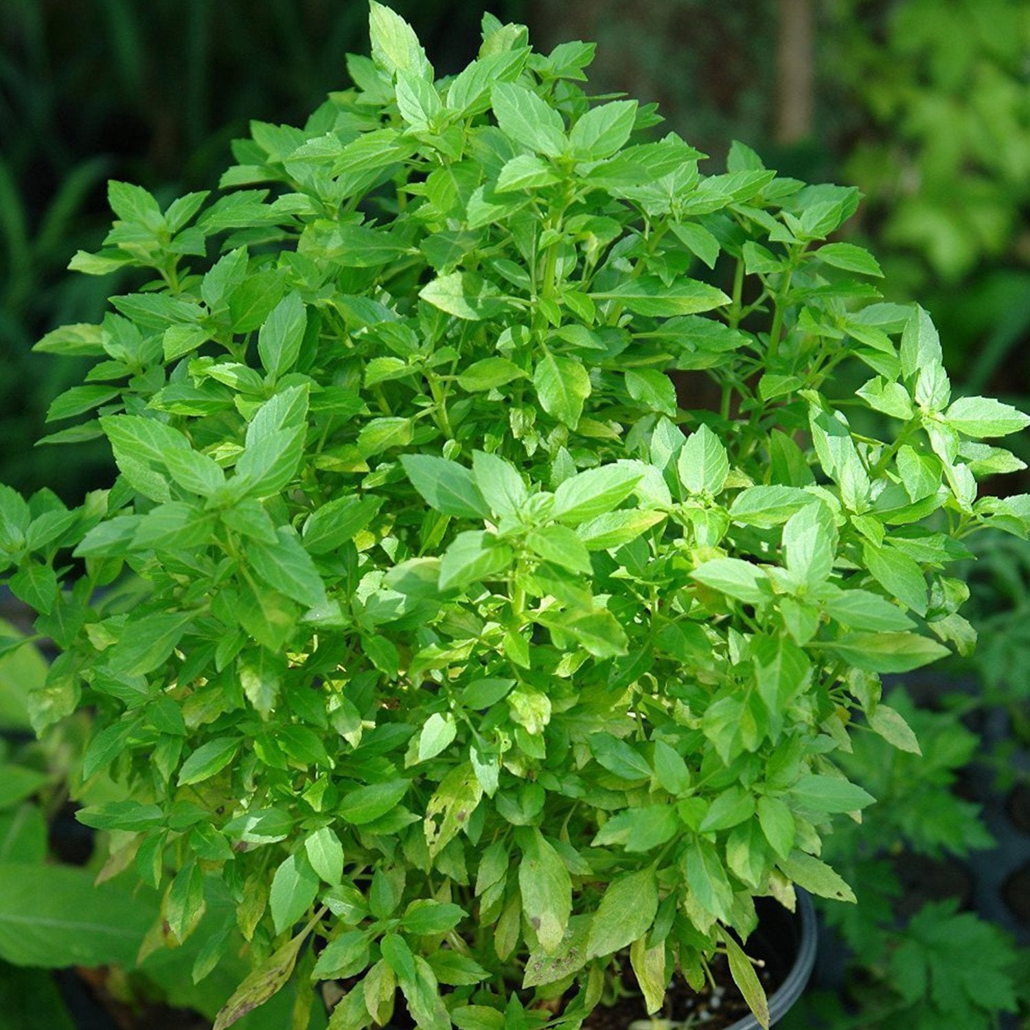 Healthy Greek Yevani Basil Plant Growing from Seeds in Garden
