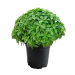 Basil Seedlings Greek Yevani Variety Growing Indoors