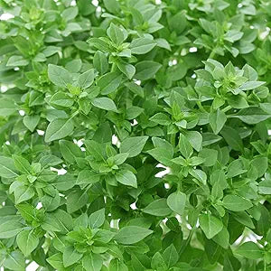 Greek Yevani Basil Seeds for Planting in Herb Garden Non-GMO Heirloom Ocimum basilicum