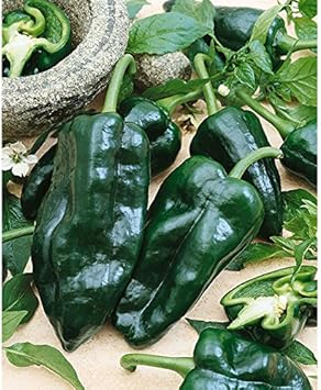 Green Ancho Poblano Seeds for Planting - 100 Pcs pcs - Dharaseeds