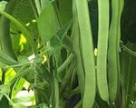 Green Bean Vegetable Seeds for Planting - 100 Pcs pcs - Dharaseeds