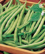 Green Bean Vegetable Seeds for Planting - 100 Pcs pcs - Dharaseeds