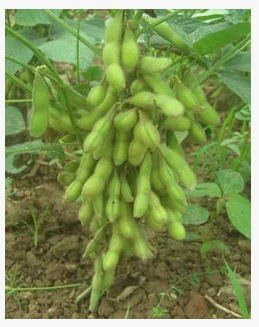 Green Bean Vegetable Seeds for Planting - 100 Pcs pcs - Dharaseeds