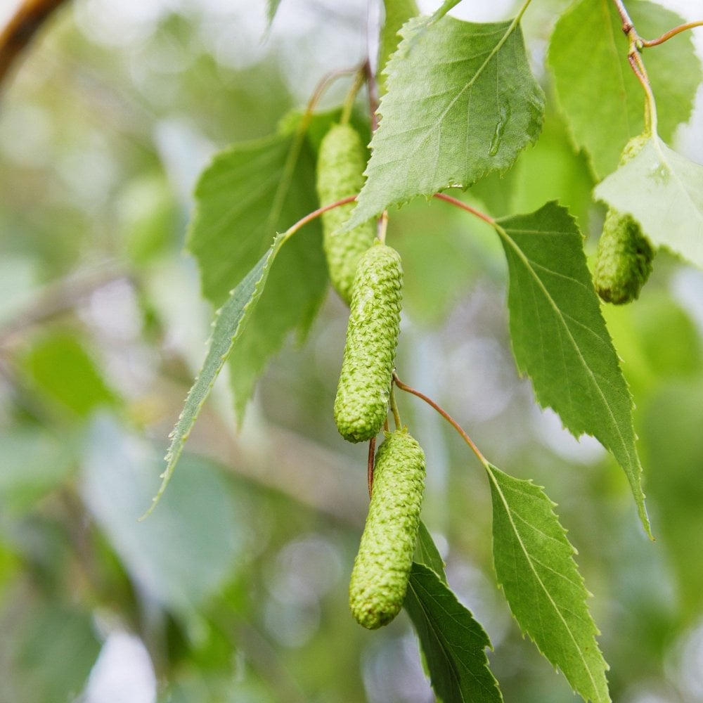Green Betula Pendula birch tree seeds for planting in home landscapes