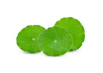 Green carpet lawn Dichondra seeds for outdoor landscaping