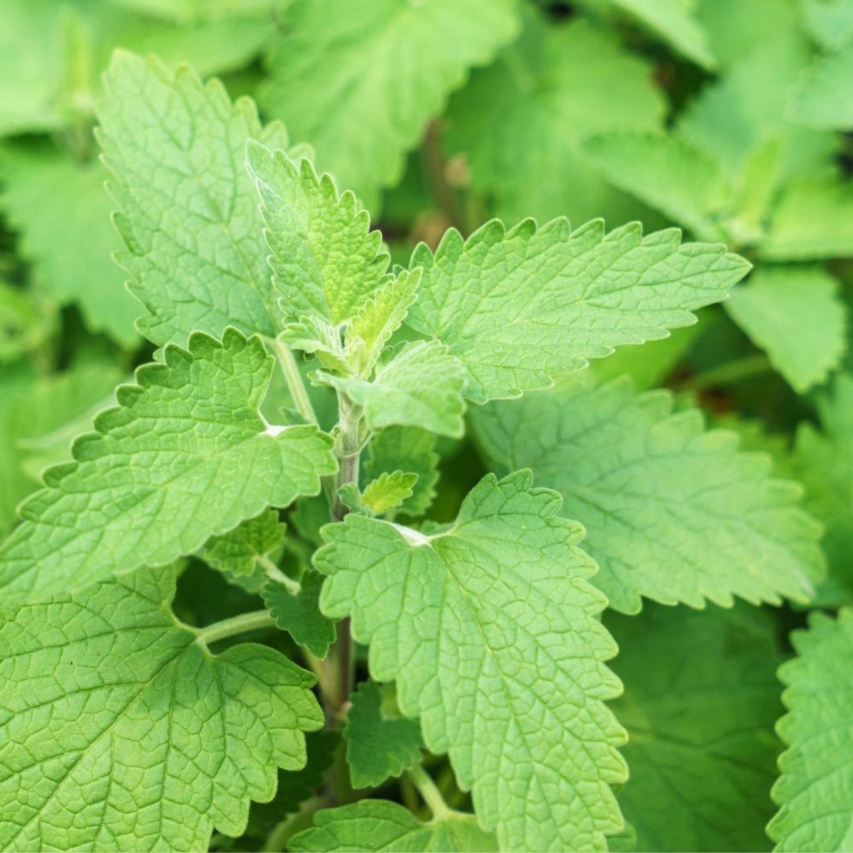 Green Cat Mint seeds, premium catmint herb seeds for planting in home gardens