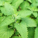 Green Cat Mint seeds, premium catmint herb seeds for planting in home gardens