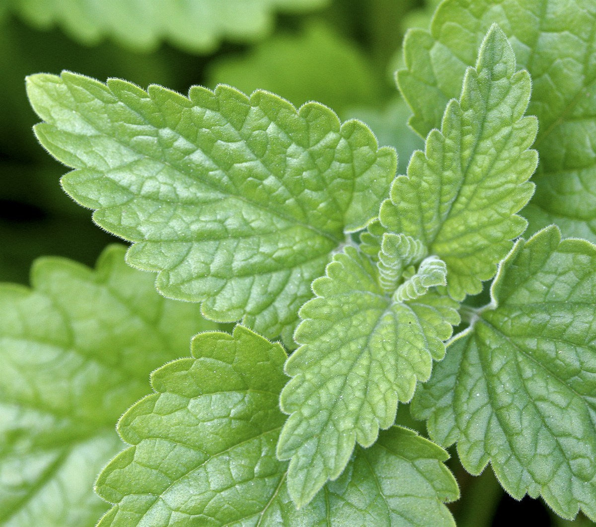 Green catmint plant showing growth habit from herb seeds