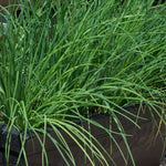 Non GMO green chives seeds suitable for all season growing