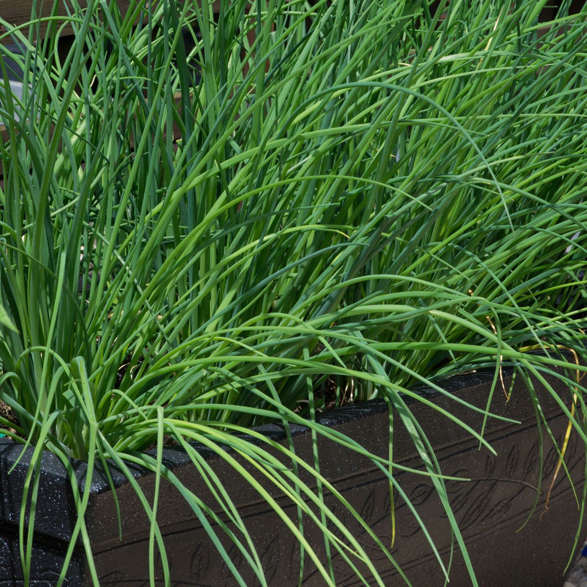 Non GMO green chives seeds suitable for all season growing