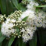 Green Citriodora lemon-scented gum plant seeds for planting