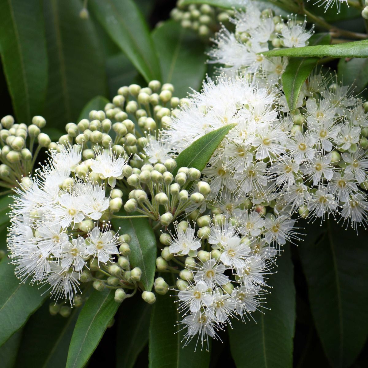 Green Citriodora lemon-scented gum plant seeds for planting