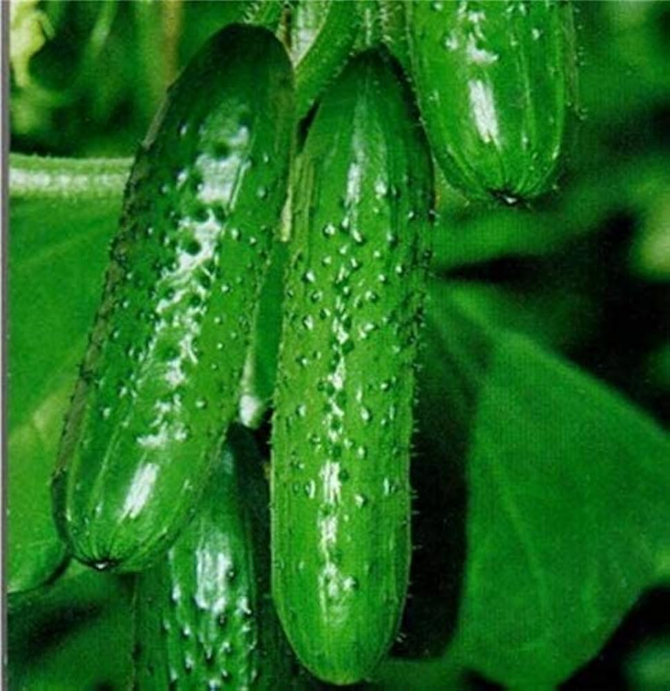 Green Cucumber vegetable seeds – fresh fruit cucumber variety - Dharaseeds