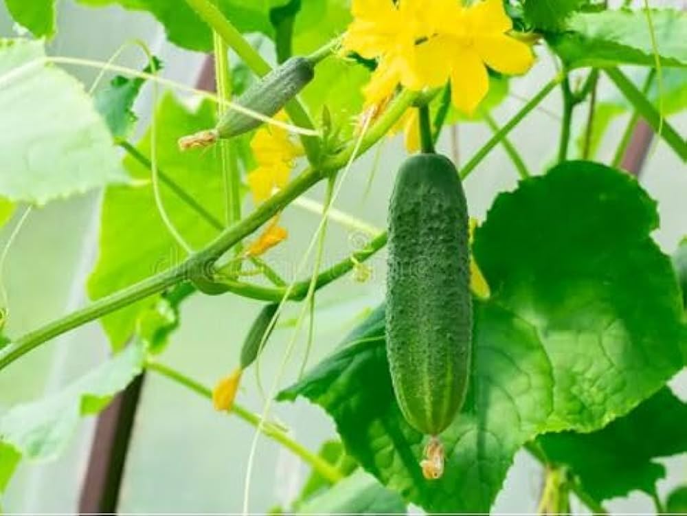 Green Cucumber vegetable seeds – fresh fruit cucumber variety - Dharaseeds