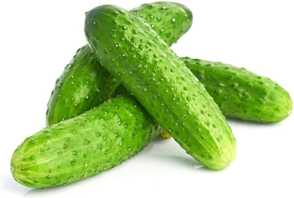 Green Cucumber vegetable seeds – fresh fruit cucumber variety - Dharaseeds