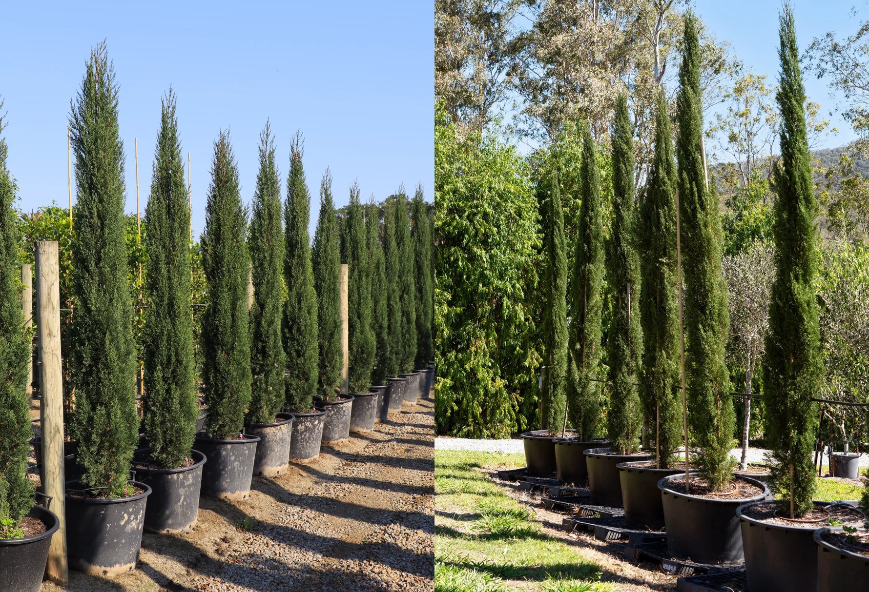 Green Cupressus mature tree for landscape garden