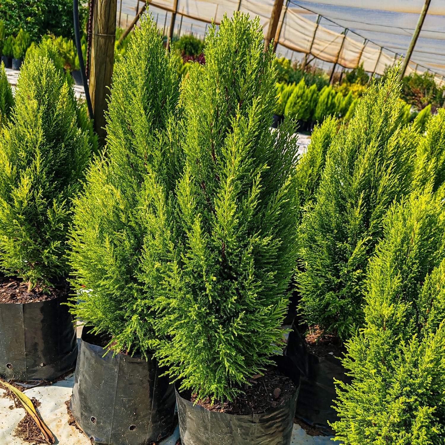 Green Cupressus seeds for planting cypress tree