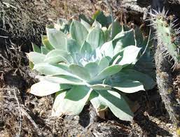 Green Dudleya Plant Seeds for Planting - 100 Pcs pcs - Dharaseeds