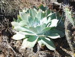 Green Dudleya Plant Seeds for Planting - 100 Pcs pcs - Dharaseeds